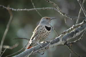 Great Backyard Bird Count at the Newport Way Library