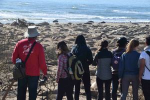 Ano Nuevo State Park: Guided Hike in Elephant Seal Viewing Area