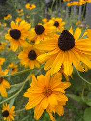 Spring Native Plant Sale