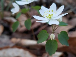 Spring Equinox Forest Bathing