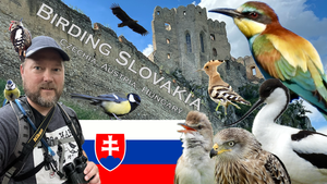 “Birding Slovakia and Central Europe”    by Curtis Dykstra