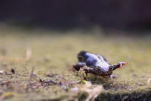 Amphibian Migrations and Road Crossings (AM&RC) Project Volunteer Training