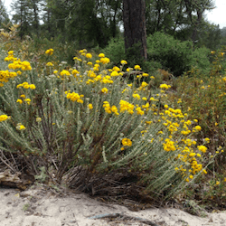 Henry Cowell Redwoods - Native Plant Garden Workday