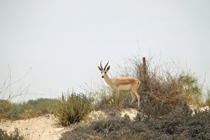 The World of Mammals: Pronghorn