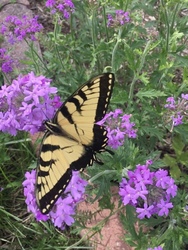 Ballwin Grows Native - Native Plant Event