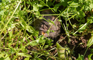 Non-Toxic Gopher Control Workshop