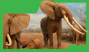 Elephant In The Room: Small Talk, Big Issues | Taxidermy: Challenges of a Lost Art