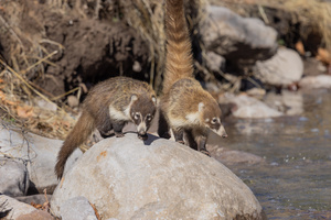 The World of Mammals: Coatis