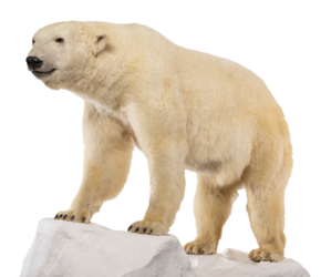 On Thin Ice: Alaska’s Warming Wilderness