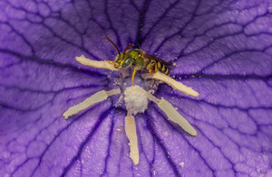 Insects in Focus: A Closer Look | Garden Speaker Series