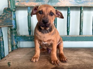 The Shops at La Cantera Hosts SNIPSA Pet Adoption - Saturday, March 15