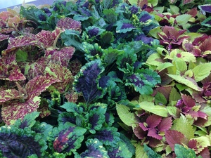 Spring Plant and Garden Sale