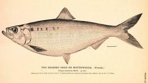 Profs & Pints Northern Virginia: A Guide to the Potomac's Spring Life