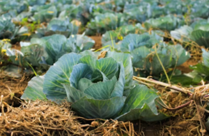 Veggie Gardening 101