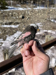 Wildlife Wednesday--Rosie Finch Project