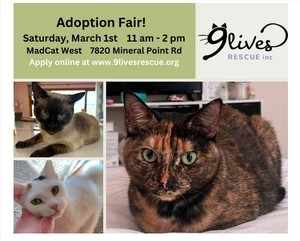 Cat and Kitten Adoption Fair