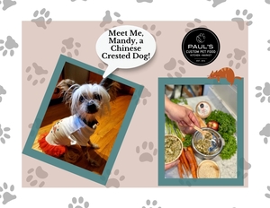 Pet Wellness: Feeding Fresh Food