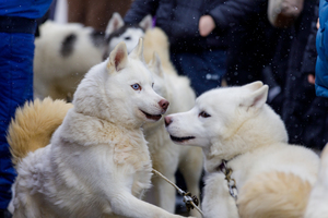 Ganondagan’s Indigenous Winter Games & Maple Syrup Festival
