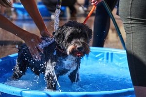 Charity Dog Wash for Local Animal Shelter