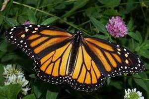 Edwardsville Garden Club - March Meeting - Wild for Monarchs