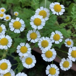 Growing Flowers with Barbara from Midsummer Farm