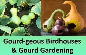 Gourd-geous Birdhouses & Gourd Gardening