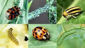 "Got Pests? What You Need to Know"