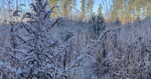 POWWW Winter Tree Identification