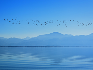 Bruce Presents: Alaskan Dinosaurs: New Discoveries from an Ancient Arctic Ecosystem