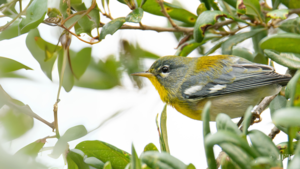 Spring Migration: Identifying South Carolina's Most Colorful Warblers