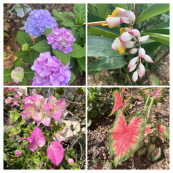 Clermont Garden Club's 19th Garden Walk on Sat, April 12