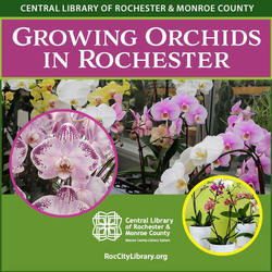 Growing Orchids in Rochester