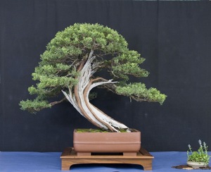 ABAS 65TH ANNUAL BONSAI SHOW AND SALE, SATURDAY, APRIL 12 - SUNDAY, APRIL 13, 10AM - 4PM