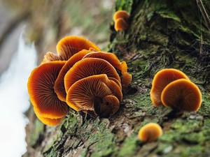 Mushroom Muse: Art Series