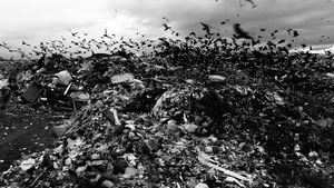 The Last of the Nightingales: A Film Screening and Discussion