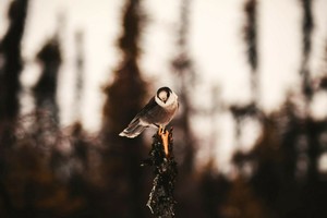 Science Pub: Protecting the Boreal