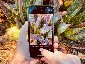 Learn iPhone photography tricks at the Napa Valley Photographic Society March Meeting.