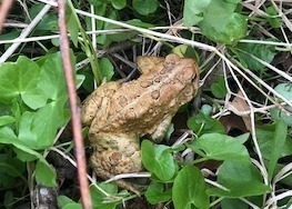 Spring Peeper Walk at the Historic Dreibelbis Farm in Virginville