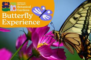 Butterfly Experience | Buffalo and Erie County Botanical Gardens