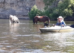 The Evolution of Wild Horse Management