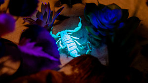 Nature on Tap: Arachnids!