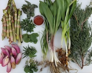 Eat the Neighborhood Foraging Walk: Lincoln Park, North Pond