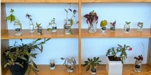 Chappaqua Library Program: Seed Starting Seminar