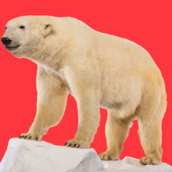 Science Solvers: Polar Bears
