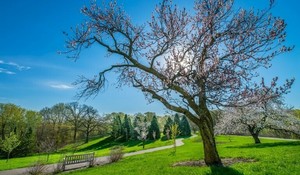 Arbor Day at the Arboretum
