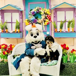 MISSION VALLEY PET PHOTO SESSION WITH THE EASTER BUNNY