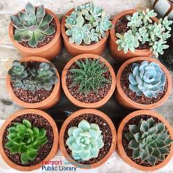 Learn about Succulents: with Cornell Master Gardeners (Zoom)