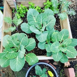 Big gardens in small spaces: The adventures of container gardening