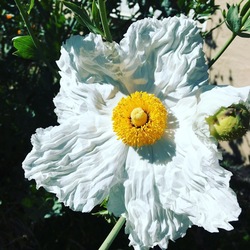 Sustainable practices for Water-Wise Gardening