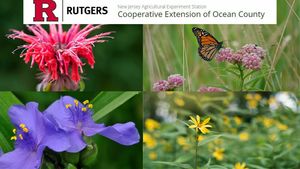 Learn Native Plant Benefits & Beauty at the OCL Stafford Branch